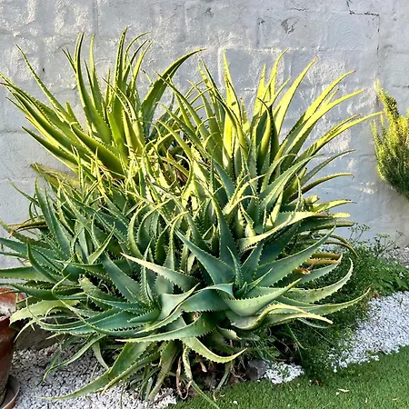 فندق مبيت وإفطار Dimora Orru Càbras